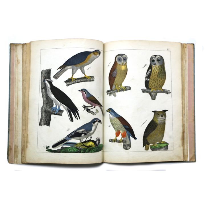 WHITE, ADAM [editor], The Instructive Picture Book,