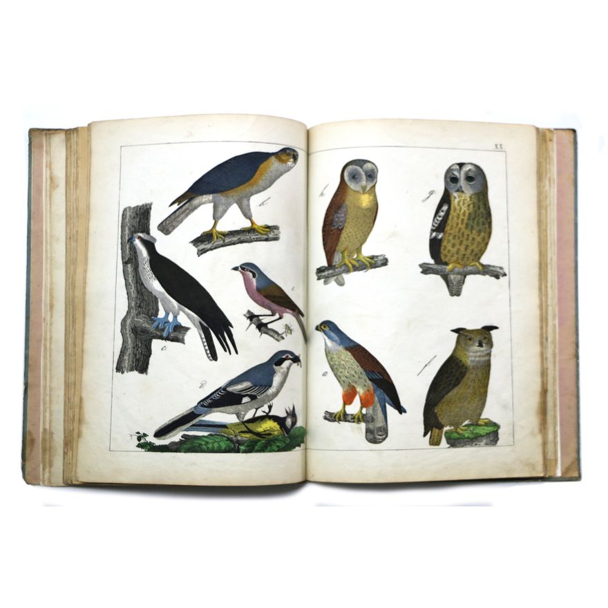WHITE, ADAM [editor], The Instructive Picture Book,