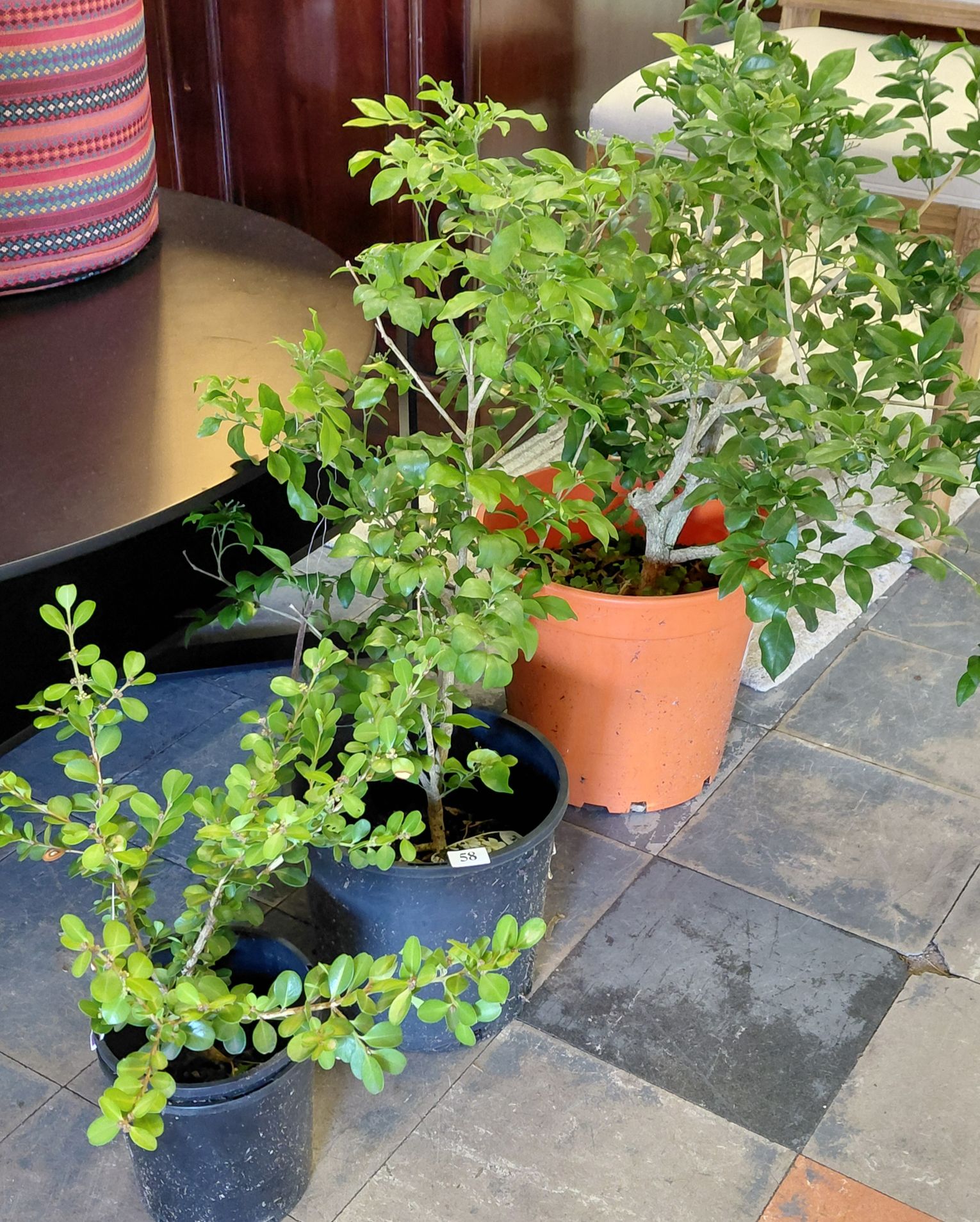 Murraya Potted Flower