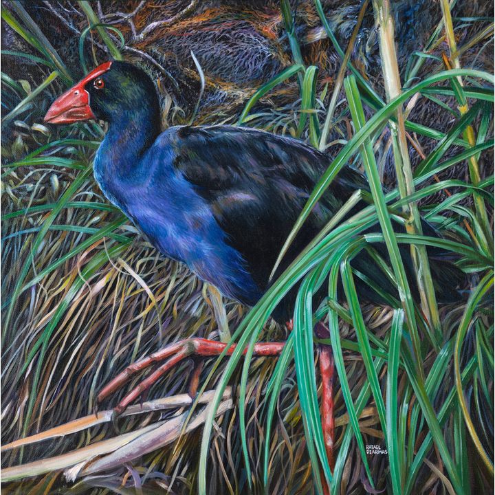 Rafael De Armas 'Pukeko between the foliage'