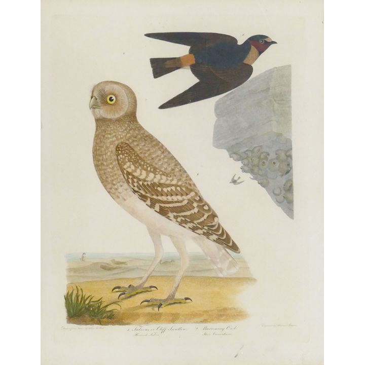Antique Titian Peale Tinted Engraving of Birds Framed 23''x19''
