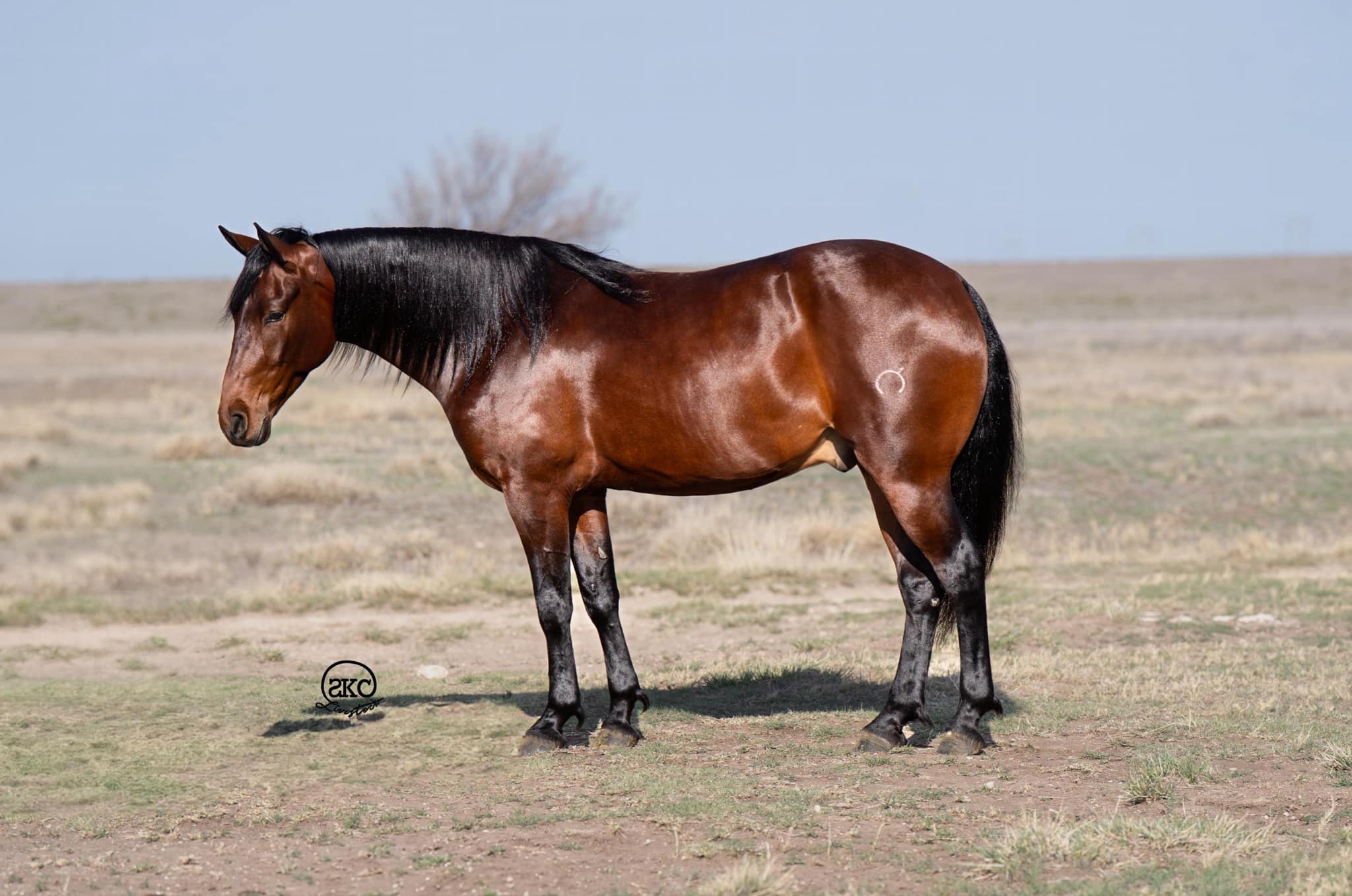 JERRY | Horse Bid, LLC