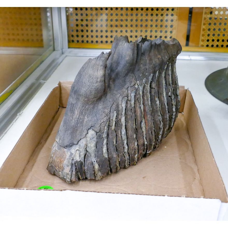 Ancient Mastadon Tooth Fossil Specimens 8"