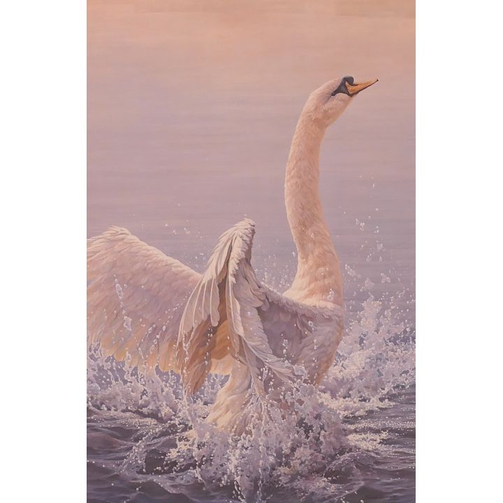 John Seerey-Lester (b.1946) ''Bathing - Mute Swan'' S/N Lithograph. Edition 26/950.