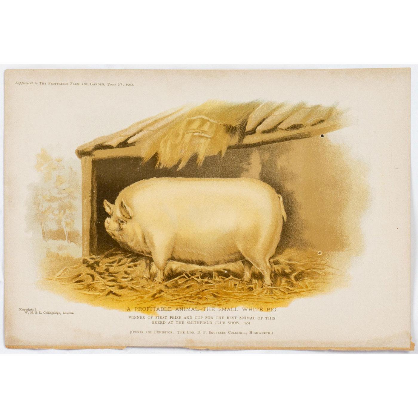 22pc Profitable Farm & Garden 1900 - 1902 Farm Animal Prints | Lion and  Unicorn