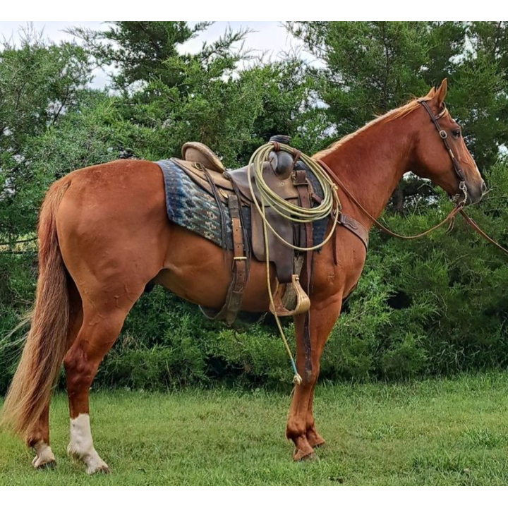 Colorado Horse Sale XIT Western Productions