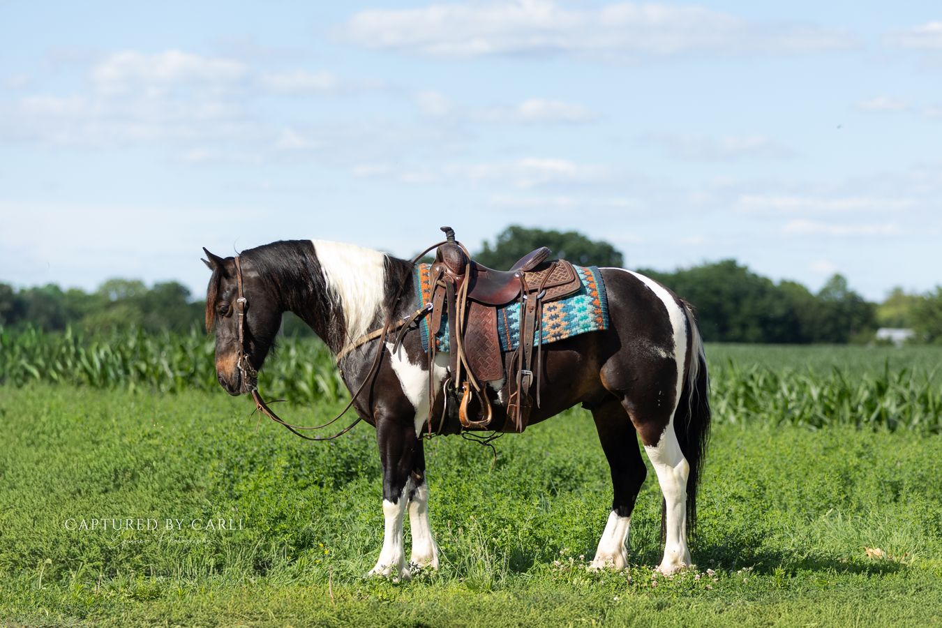 TURTLE | Horse Bid, LLC