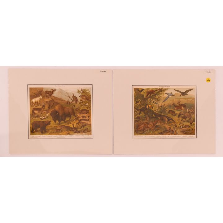 19th Century German Lithographs. Matted & Shrinkwrapped. Image Measures 8x11''.