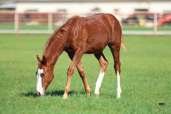 2026 sorrel colt, LBR Hangem x Cinderella Kitty Cat, Lot 104 in the Solo Select October Sale