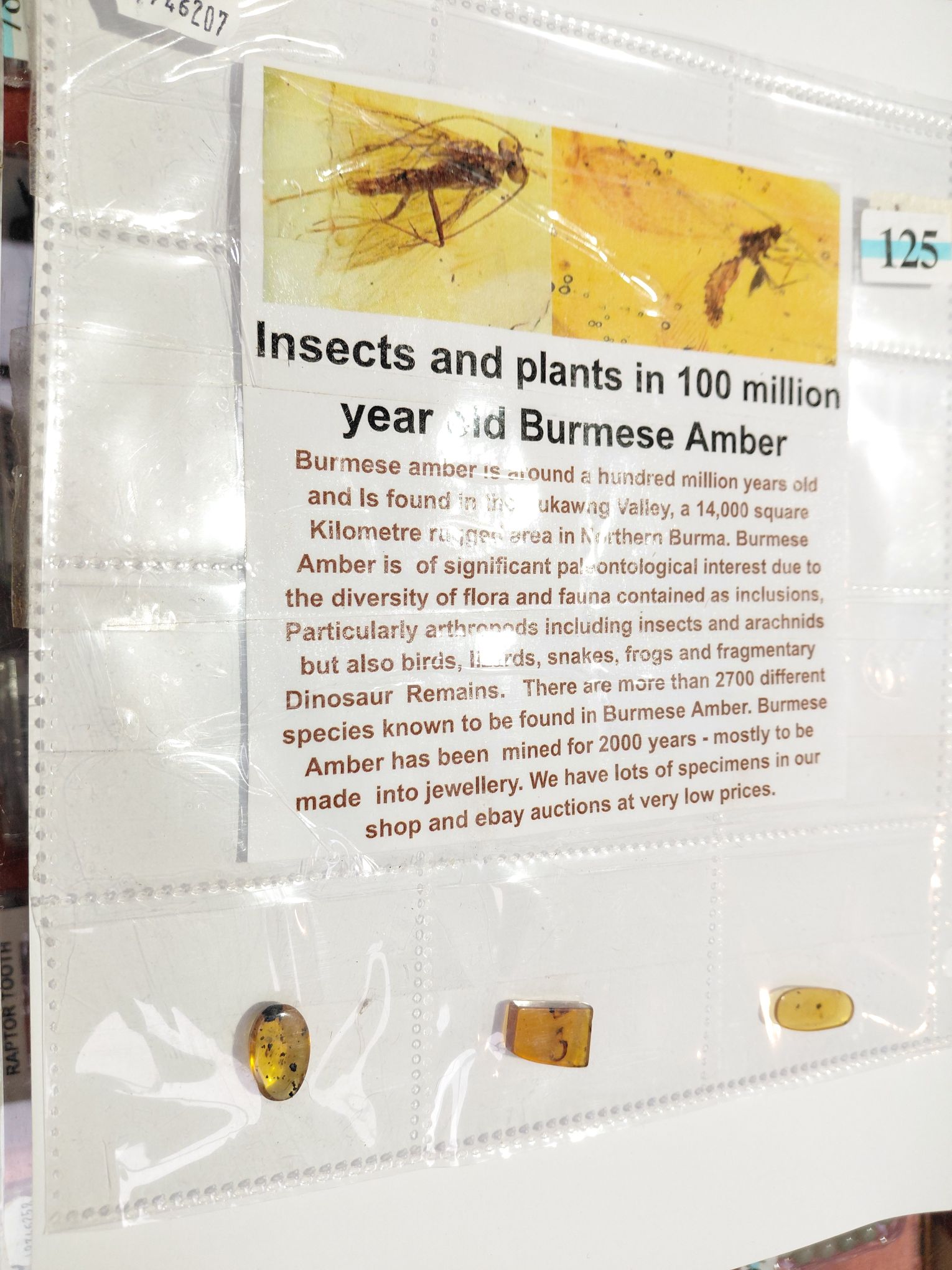 Burmese Amber Specimens