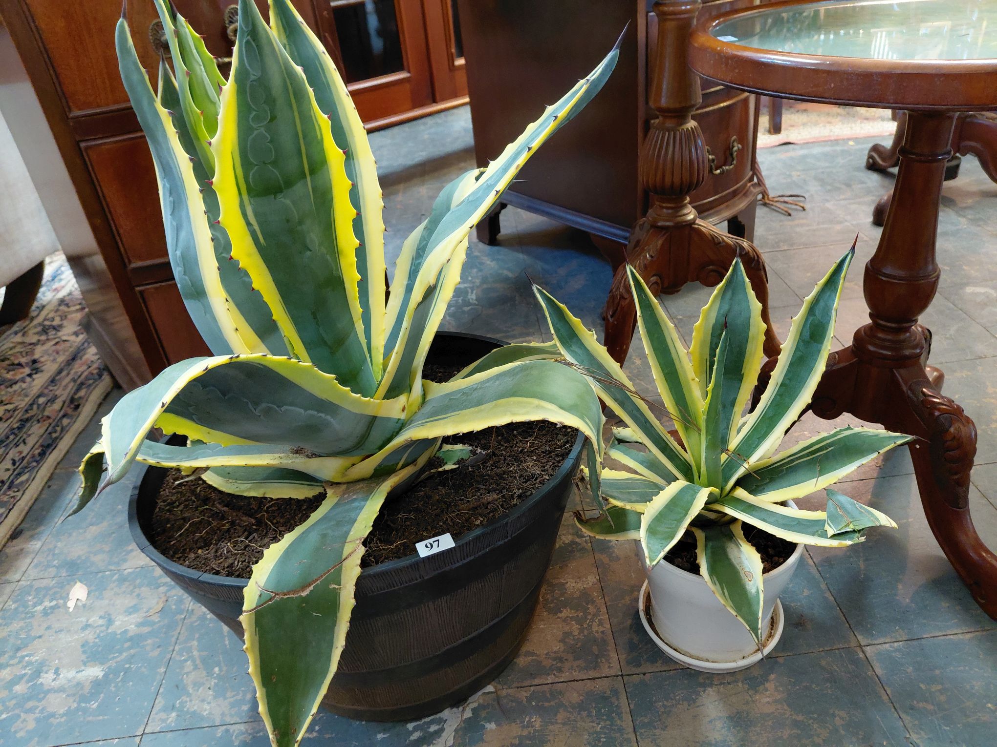 97 · VARIED AGAVE PLANTS