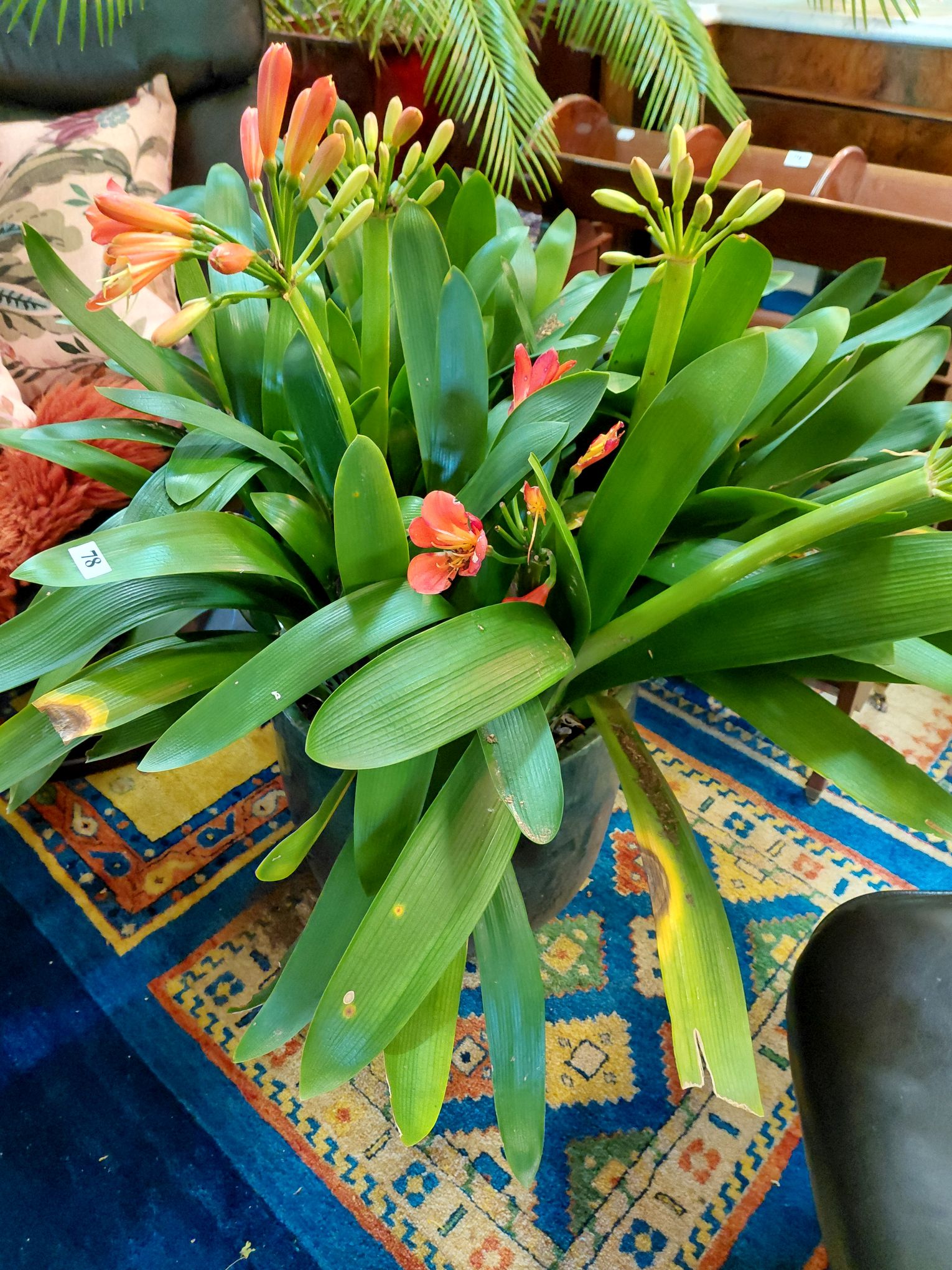 78 · LARGE POTTED BELGIAN CLIVIA PLANT