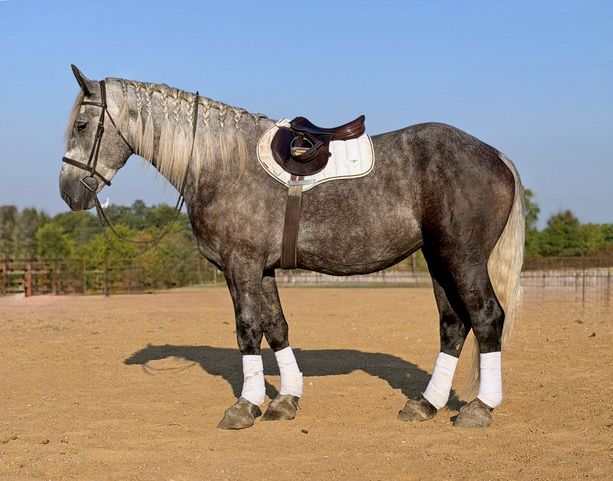 TURTLE | Horse Bid, LLC