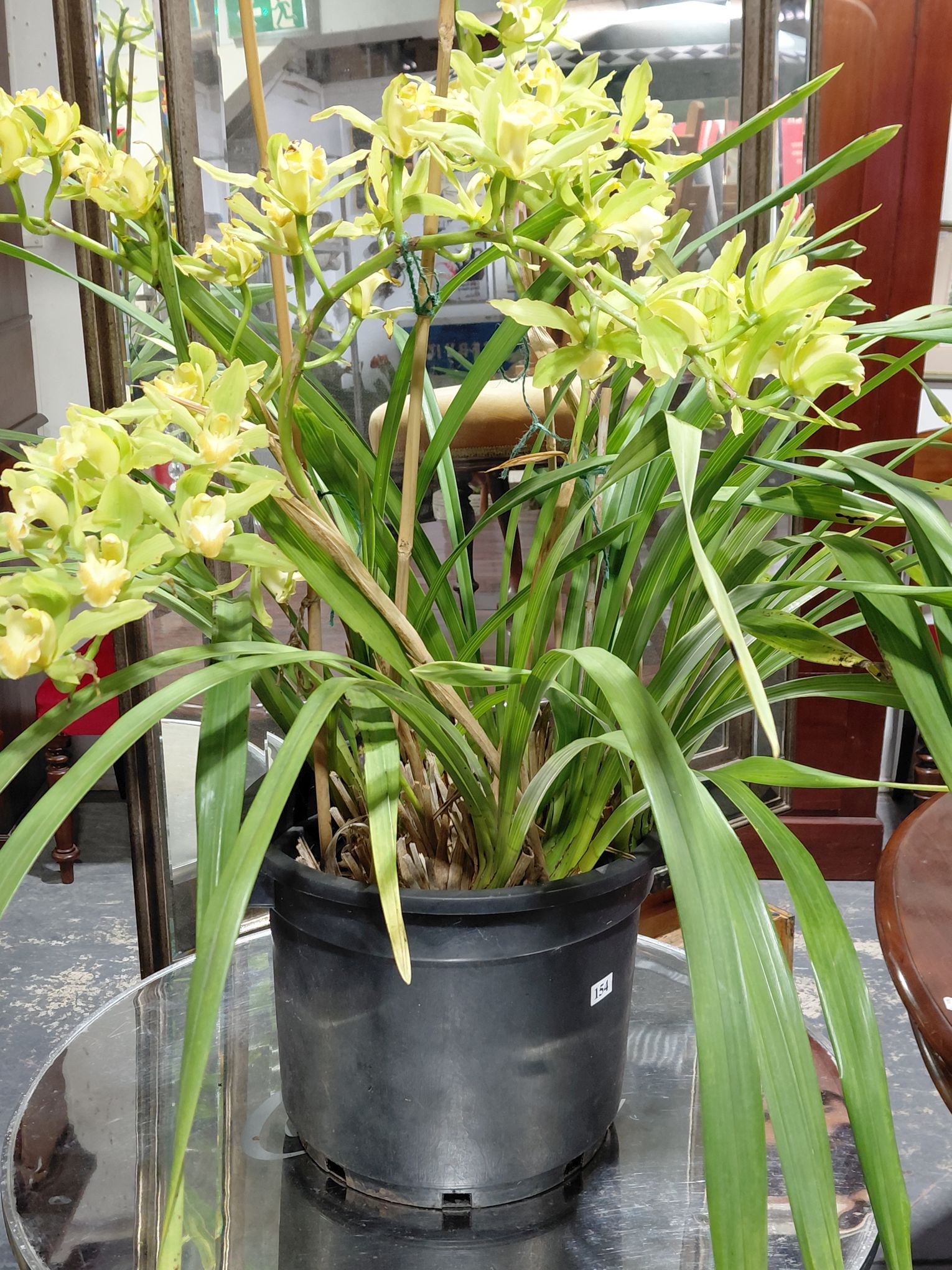 154 · CYMBIDIUM ORCHID