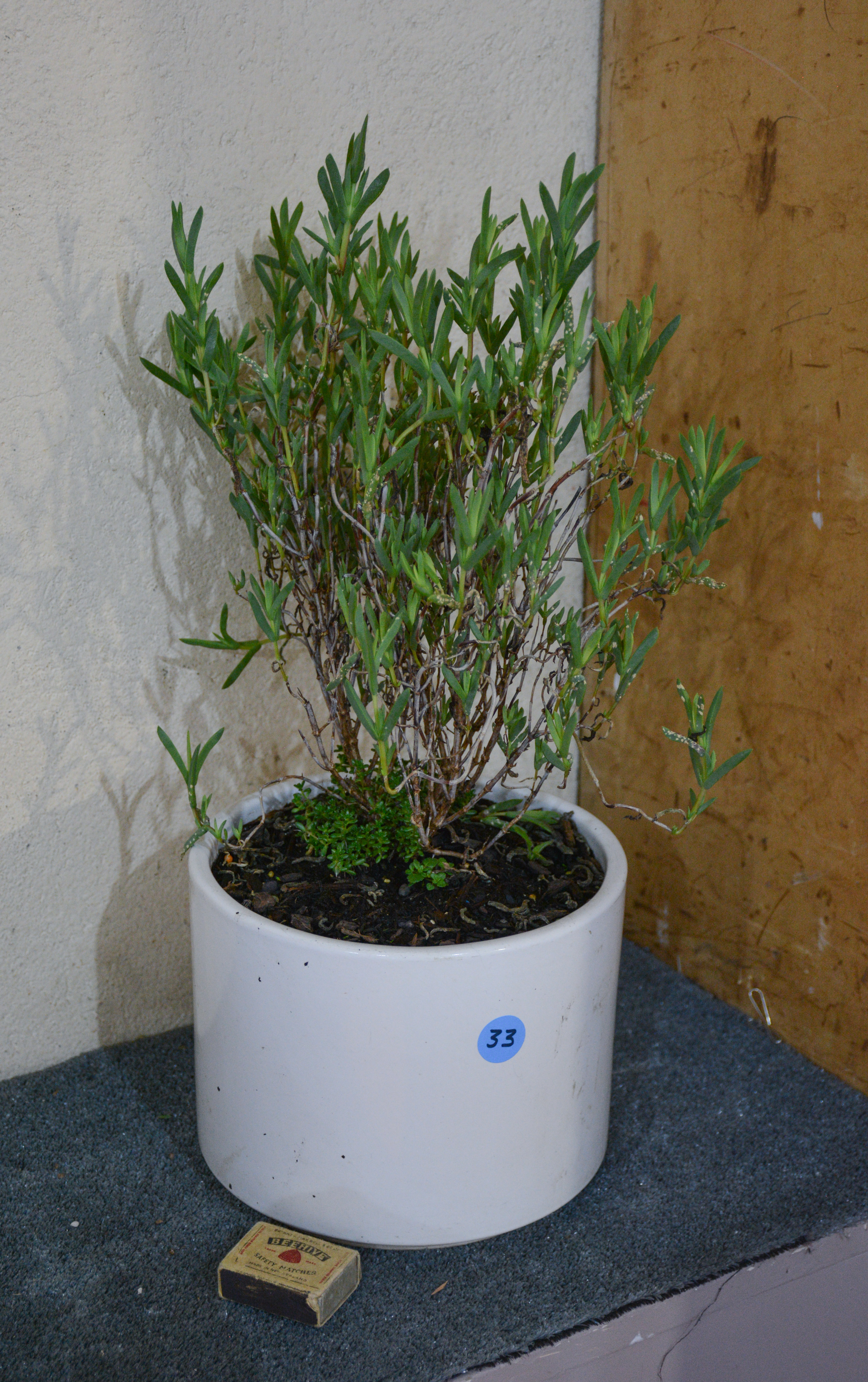 Ice Plant in White Ceramic Pot — sold at auction in New Zealand for $10