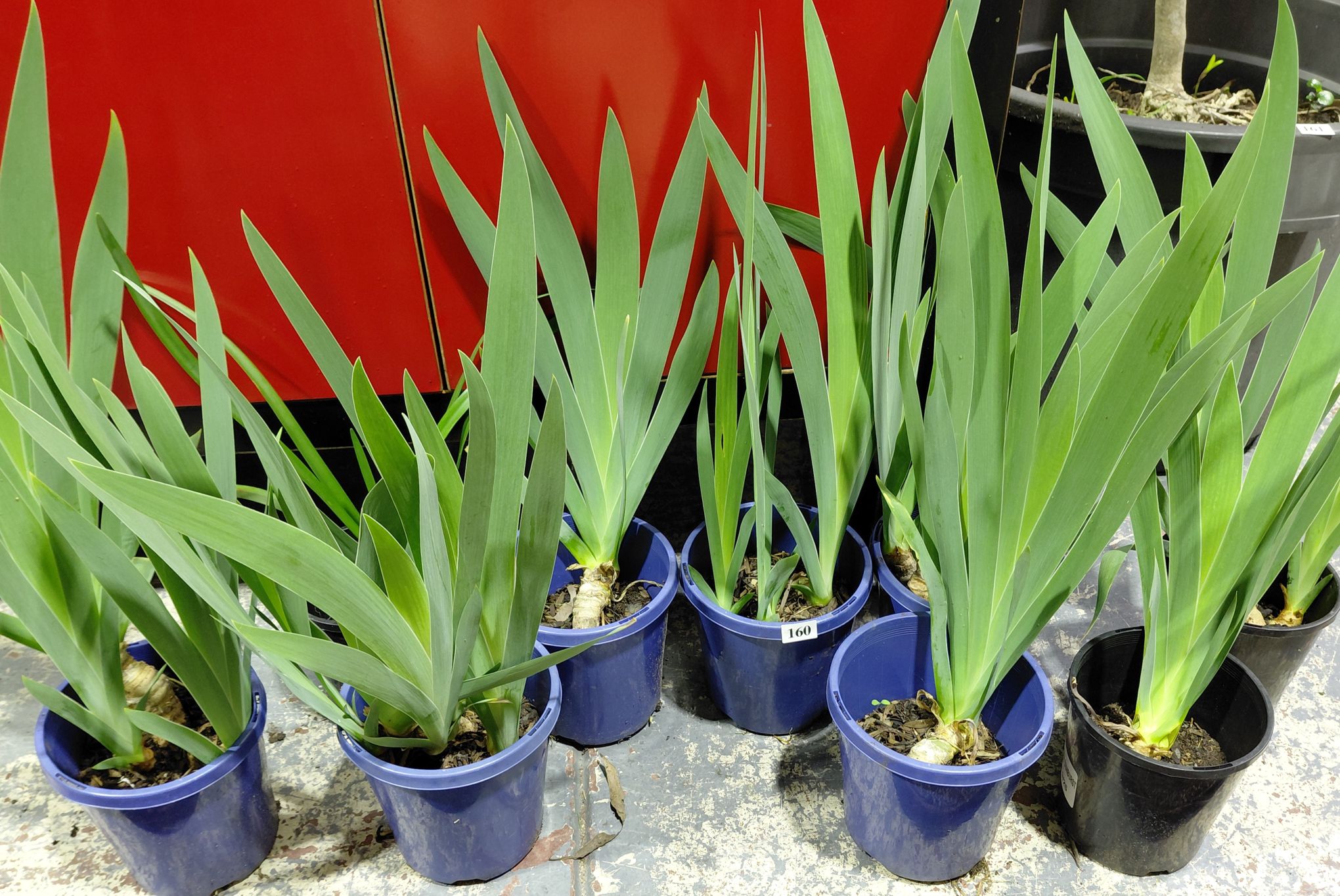 9 Potted Bearded Iris Plants