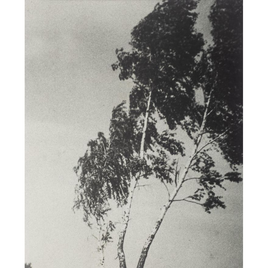 Witold Dederko | Brzoza, 1956