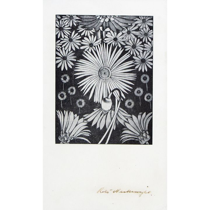 Rita Angus 'Untitled - daisy study'