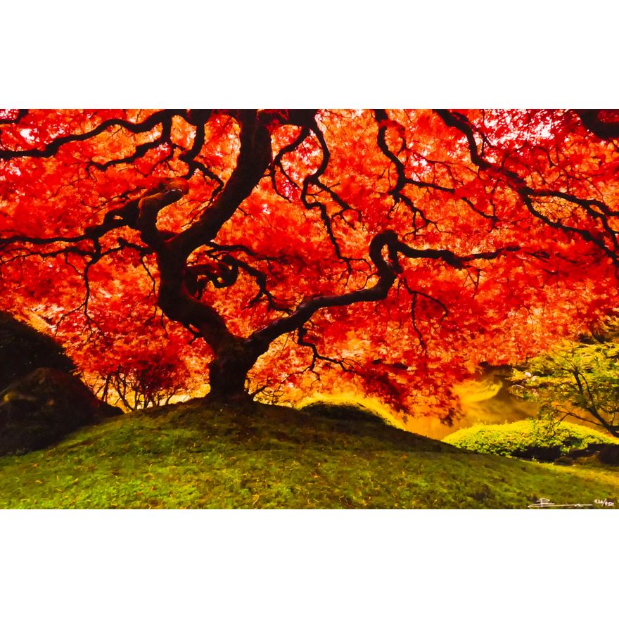 Peter Lik "Tree of Life" (Oregon) Color Photograph