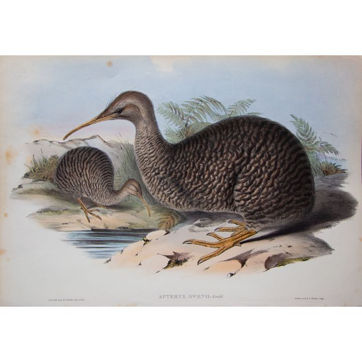 John Gould & H.C. Richter 'Apteryx Owenii (Kiwi)'