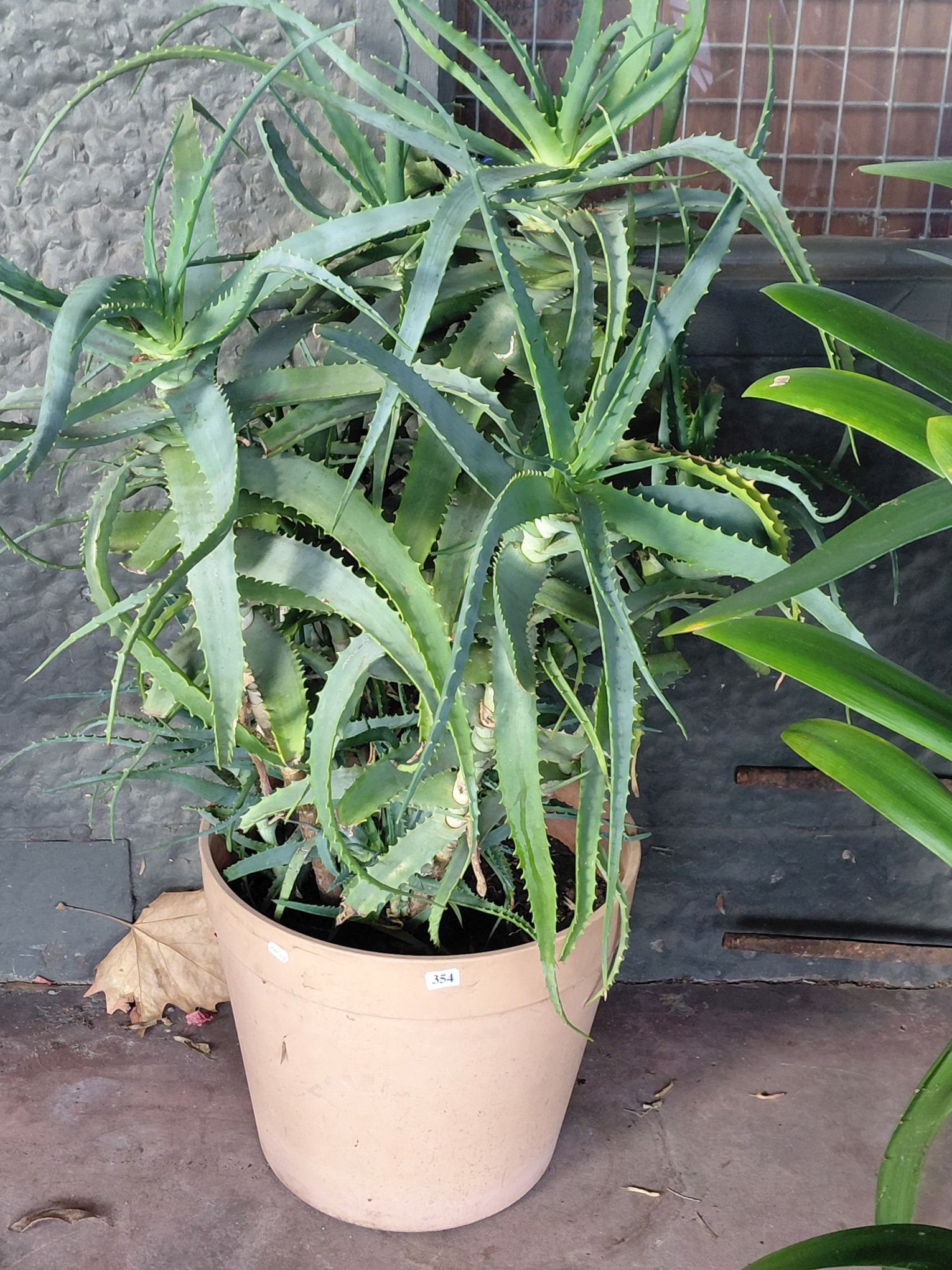 354 · ALOE SUCCULENT