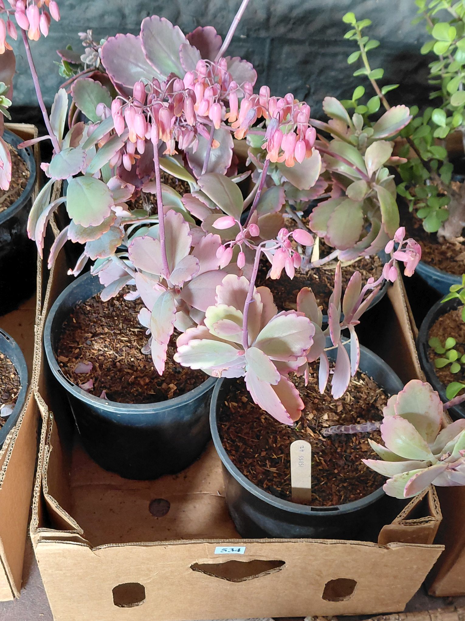 Succulents