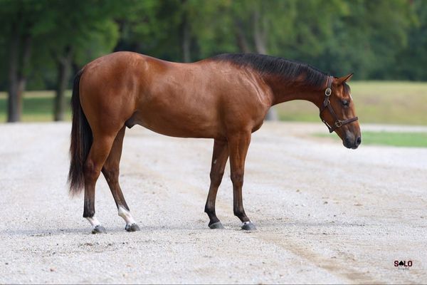 Version Of Metallic, 2025 bay gelding, Metallic Cattack x Glitter Aint Gold, Lot 211 in the Solo Select October Sale