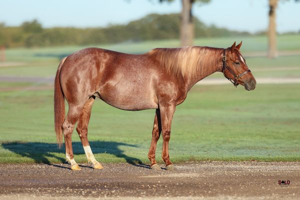Better Start Talkin, 2020 red roan mare, Smooth Talkin Style x Blue Leboon, Lot 161 in the Solo Select October Sale