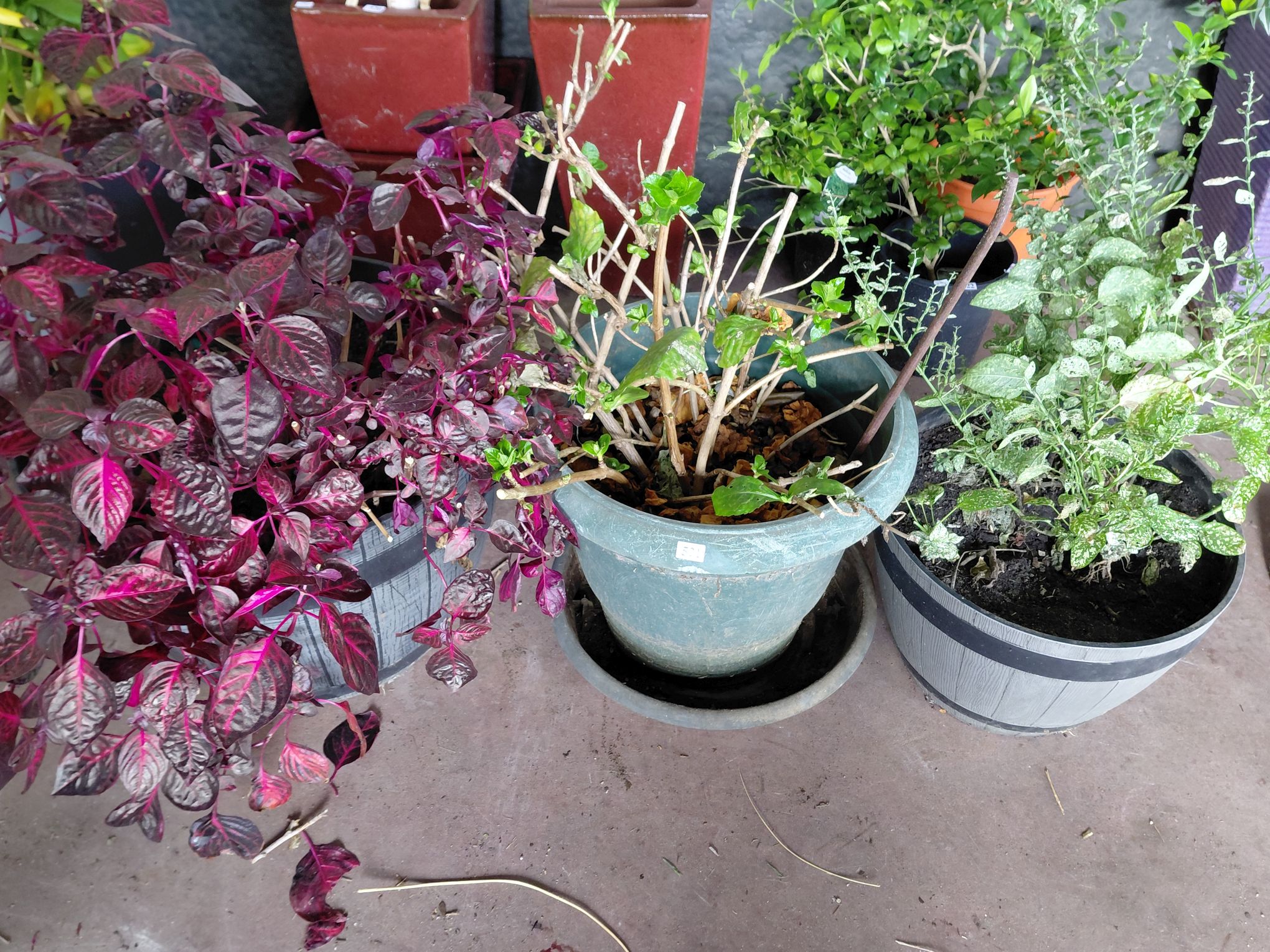 Potted Bloodleaf Plant