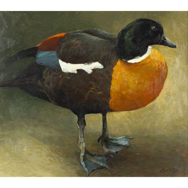 Richard Murray (1948- ), Shelduck