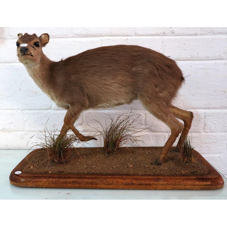 TAXIDERMIC FIGURE.