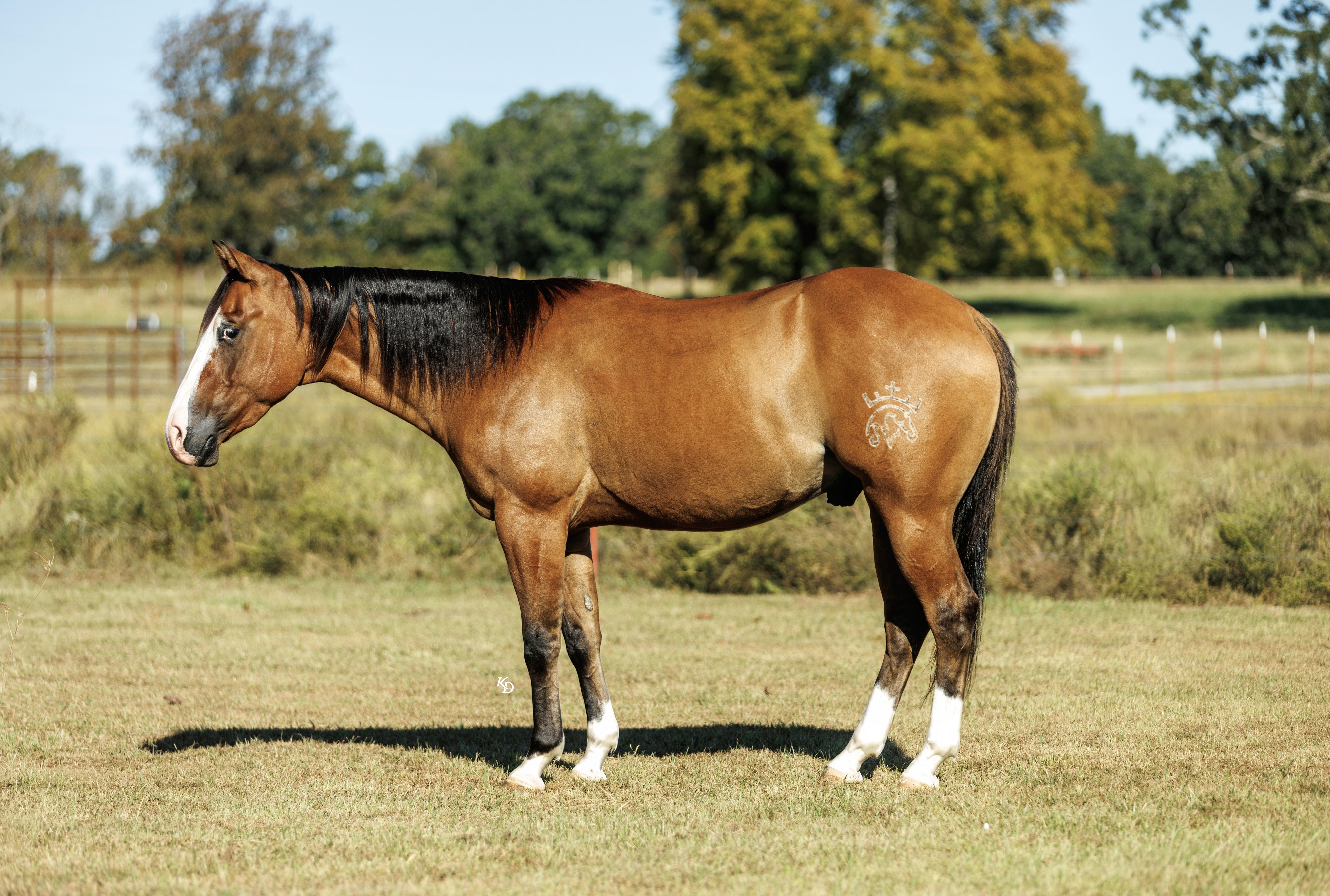 HOLLYWOOD | Horse Bid, LLC