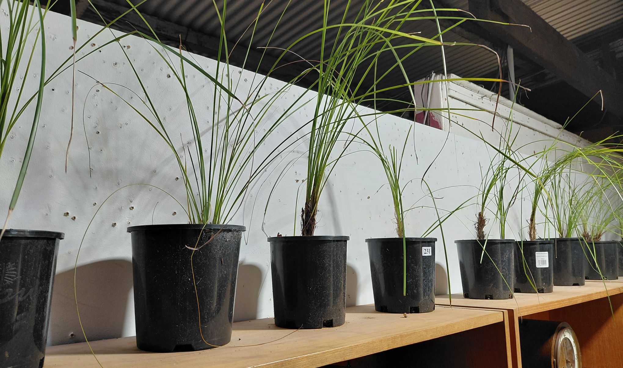 231 · POTTED PLANTS
