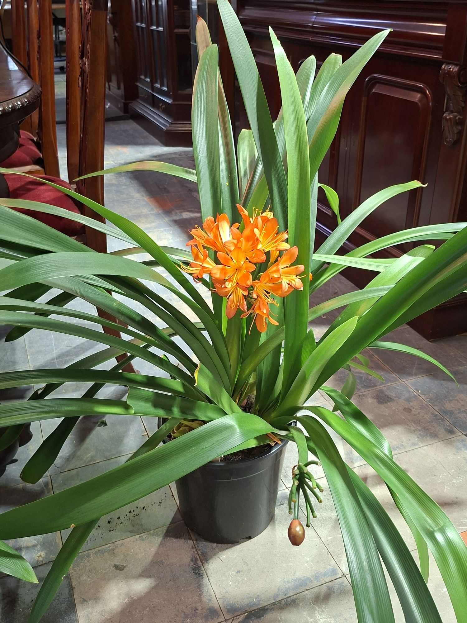 Potted Plant