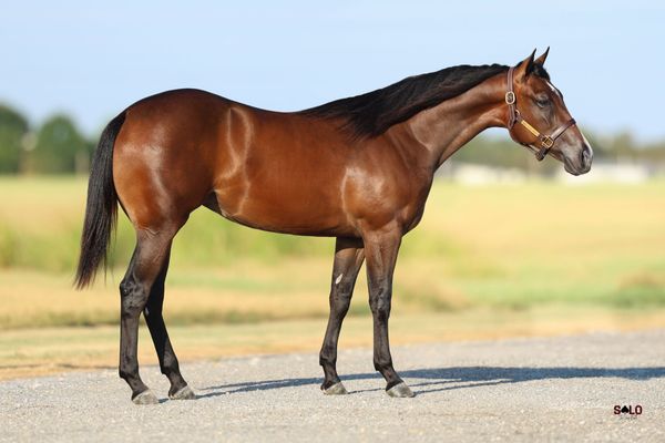 Blackk Market, 2025 bay filly, The Darkk Side x Vitally First, Lot 201 in the Solo Select October Sale