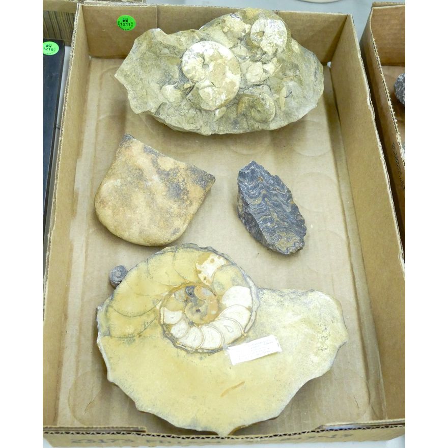 Box Brown Stone Ammonite Fossils