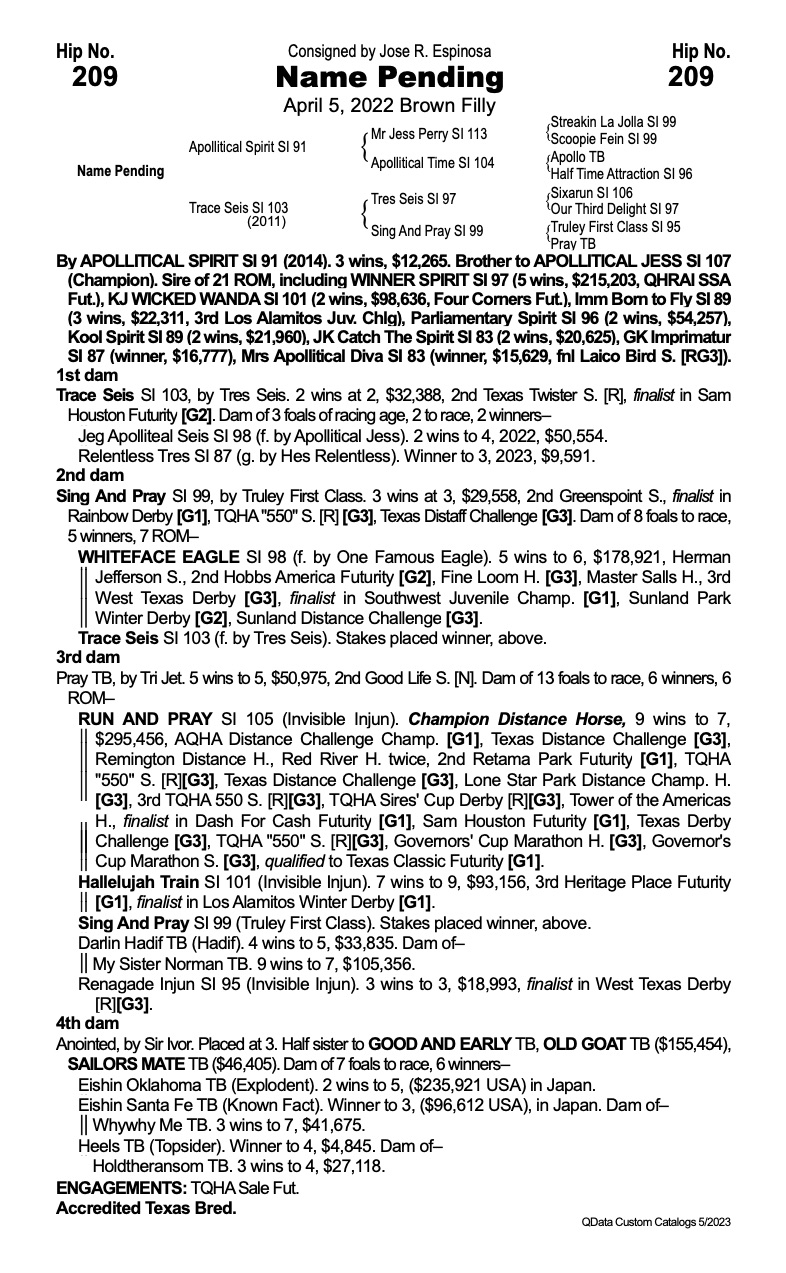 Name Pending | Gold Buckle Horse Sale LLC