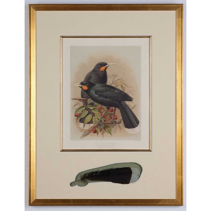 Keulemans, J.G  [lithograph] - Huia [Male and Female]