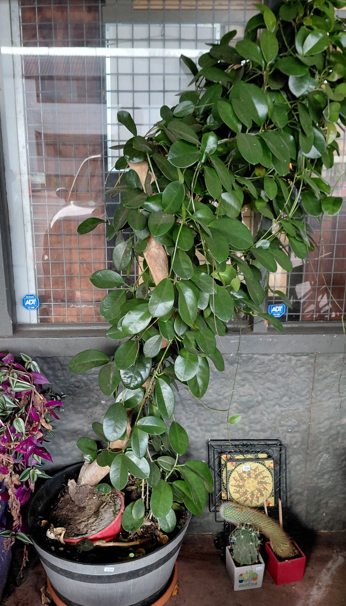 Large Potted Hoya Plant