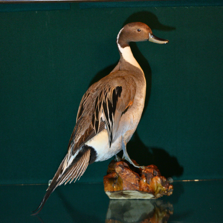 Pato Pin Tail