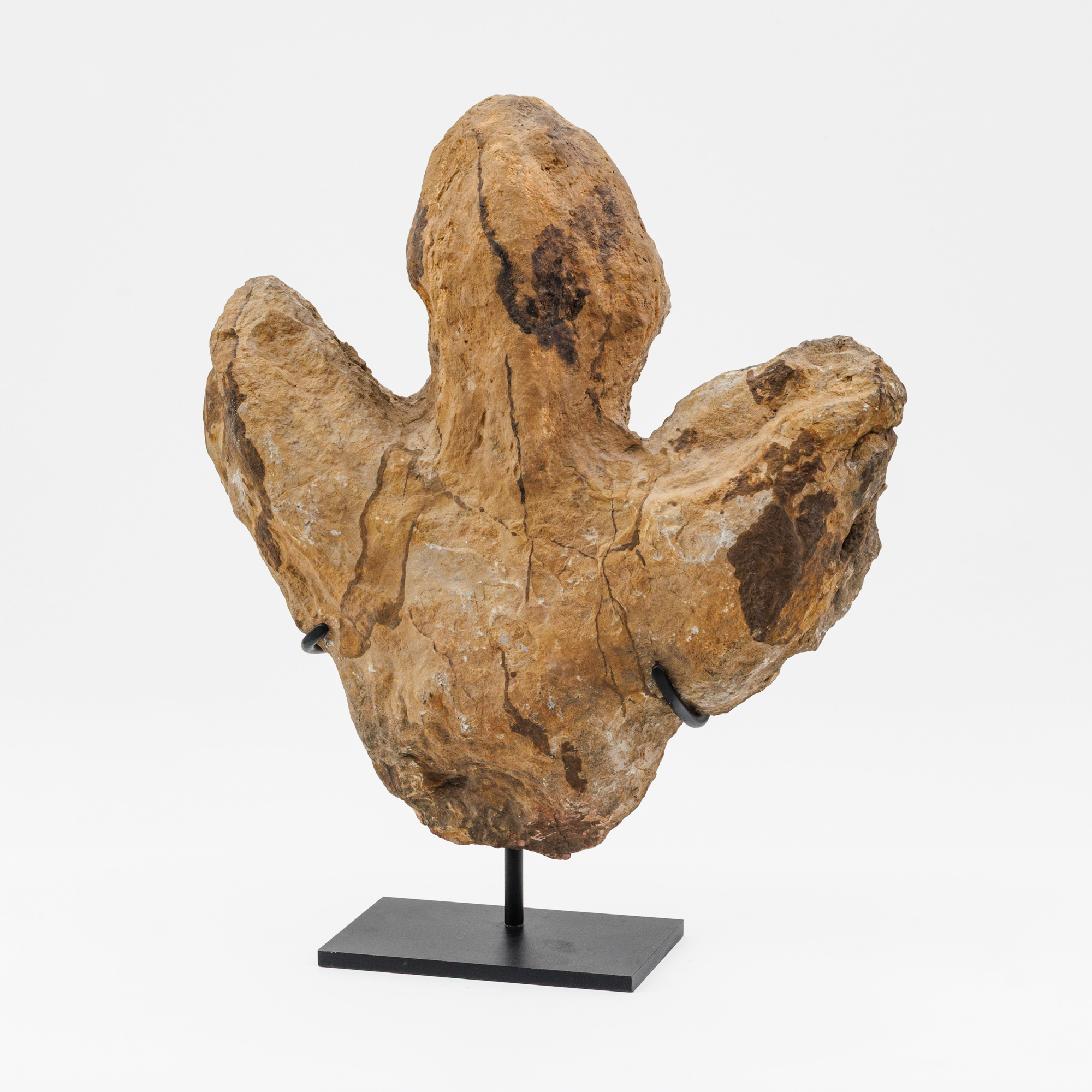 Allosaurus fragilis fossil footprint – kavel bij Bernaerts, Antwerp