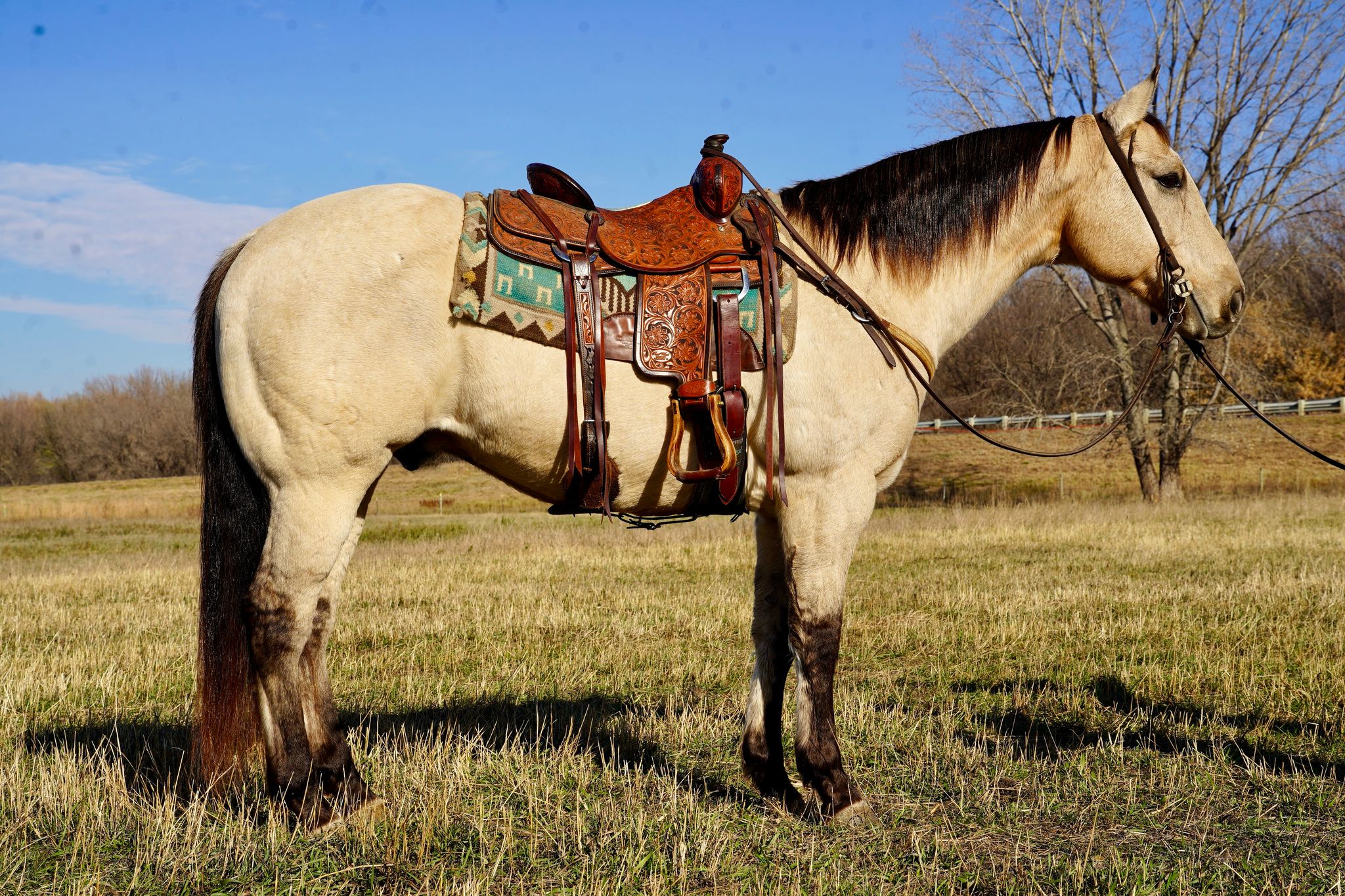 BUTTERSCOTCH | Horse Bid, LLC