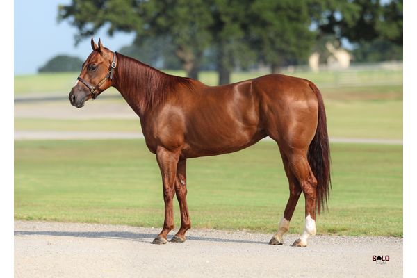 Tel It To The Moon, 2022 sorrel mare, Moonin The Eagle x Telarosa, Lot 158 in the Solo Select October Sale