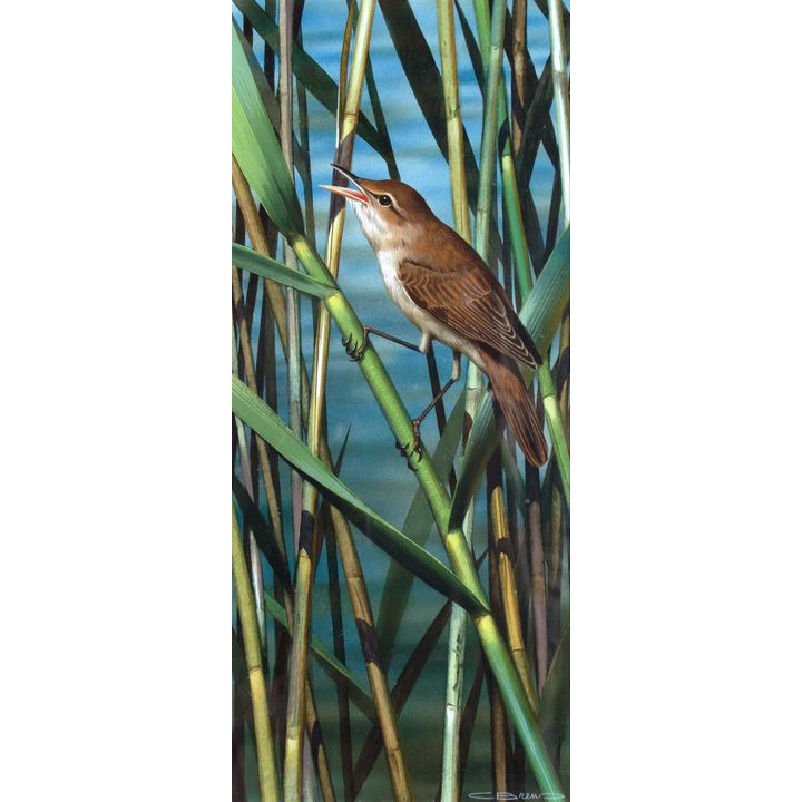Reed Warbler by Carl Brenders (1937- )