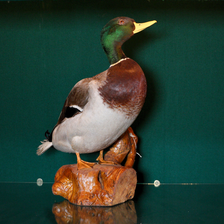 Pato Green Head