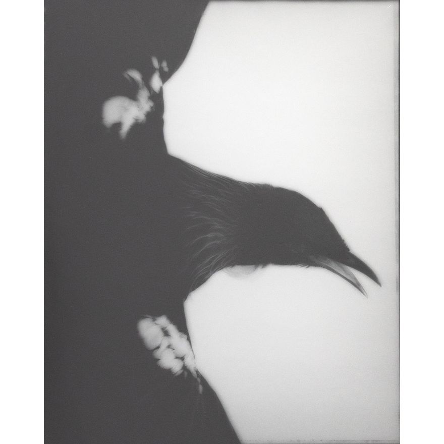 Fiona Pardington 'Maranga - Arise Tui Whanganui Museum'