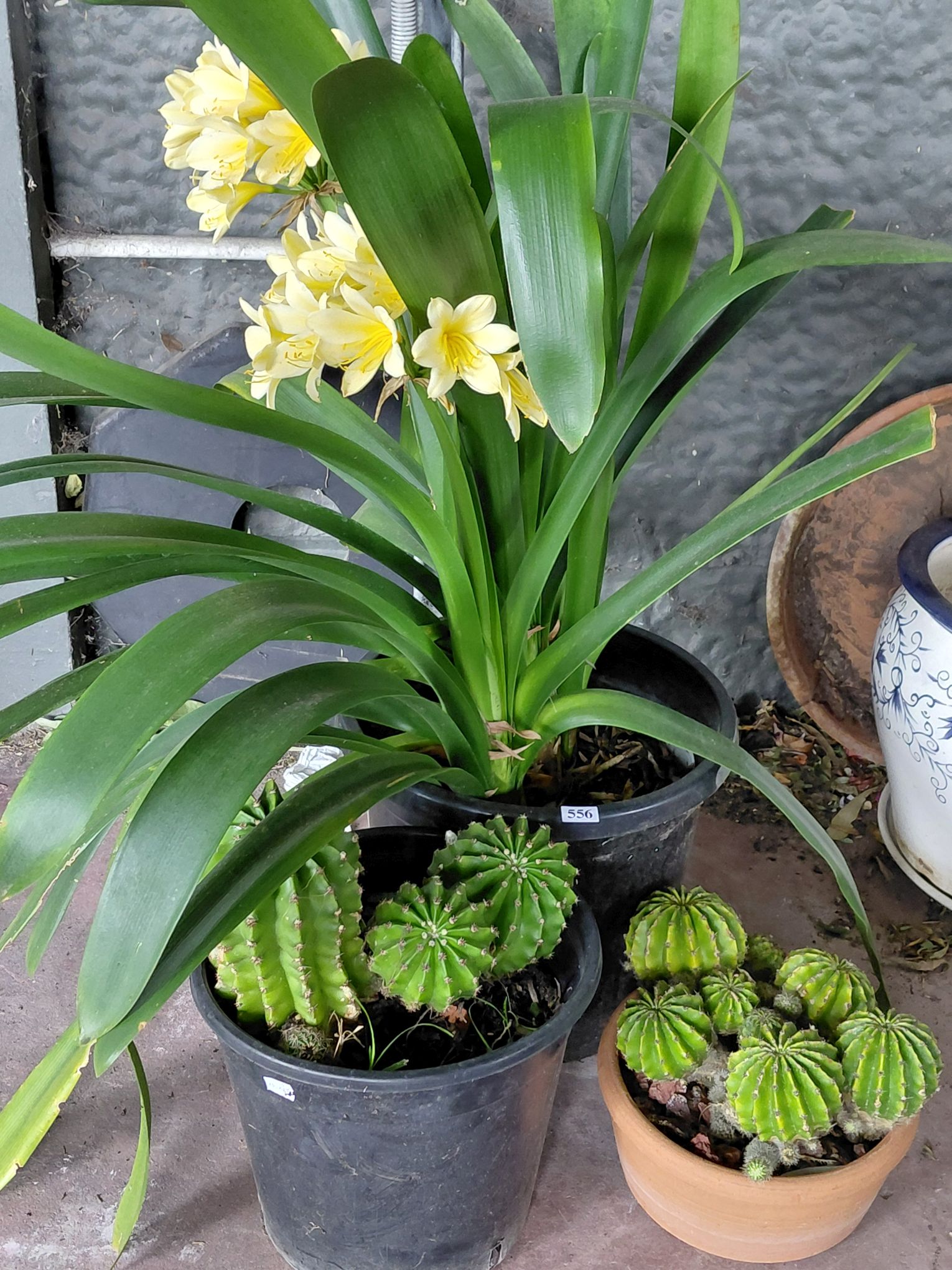 Cacti And Clivia
