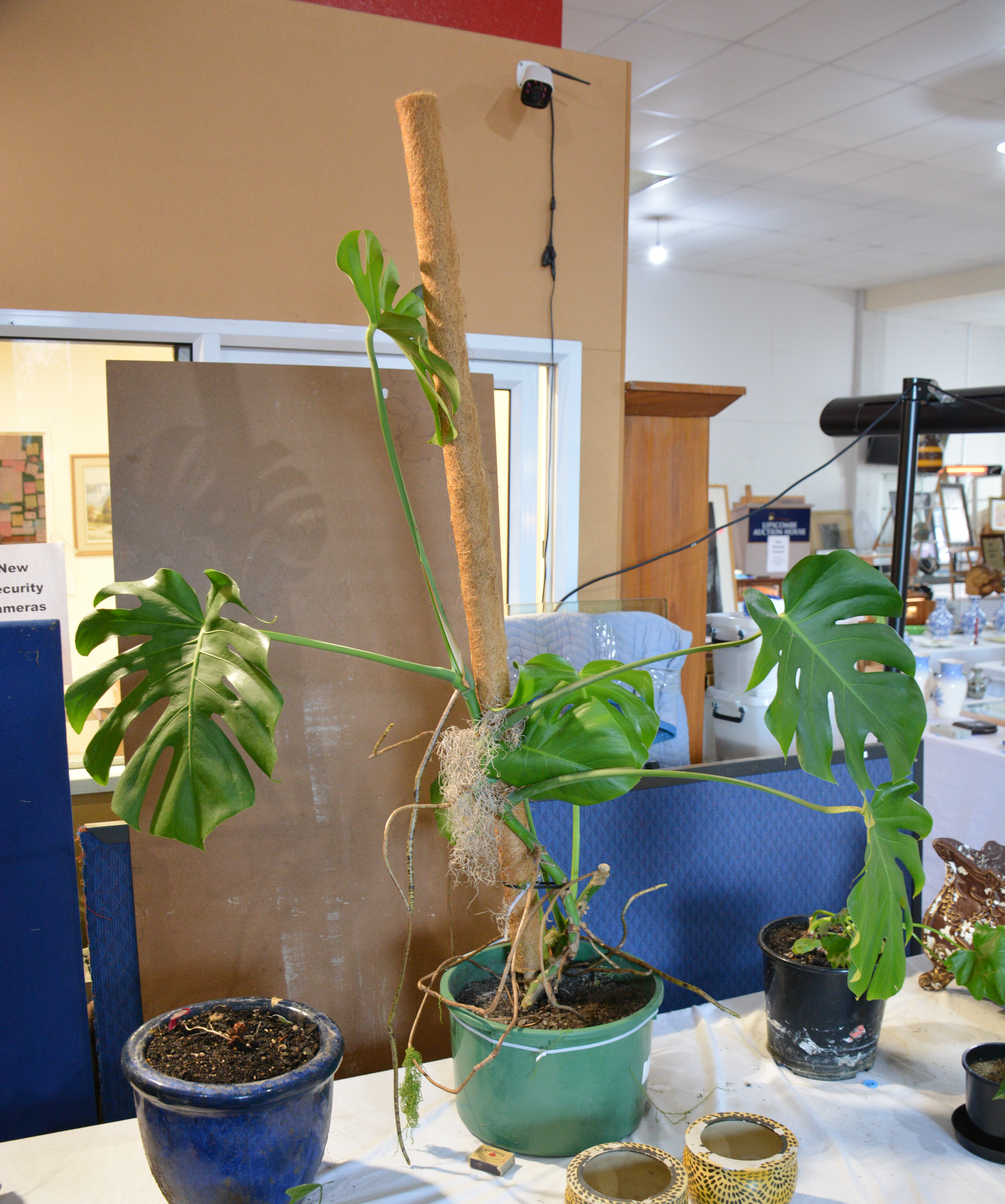 Large Monsterra Plant in Green Pot — NZ auction result