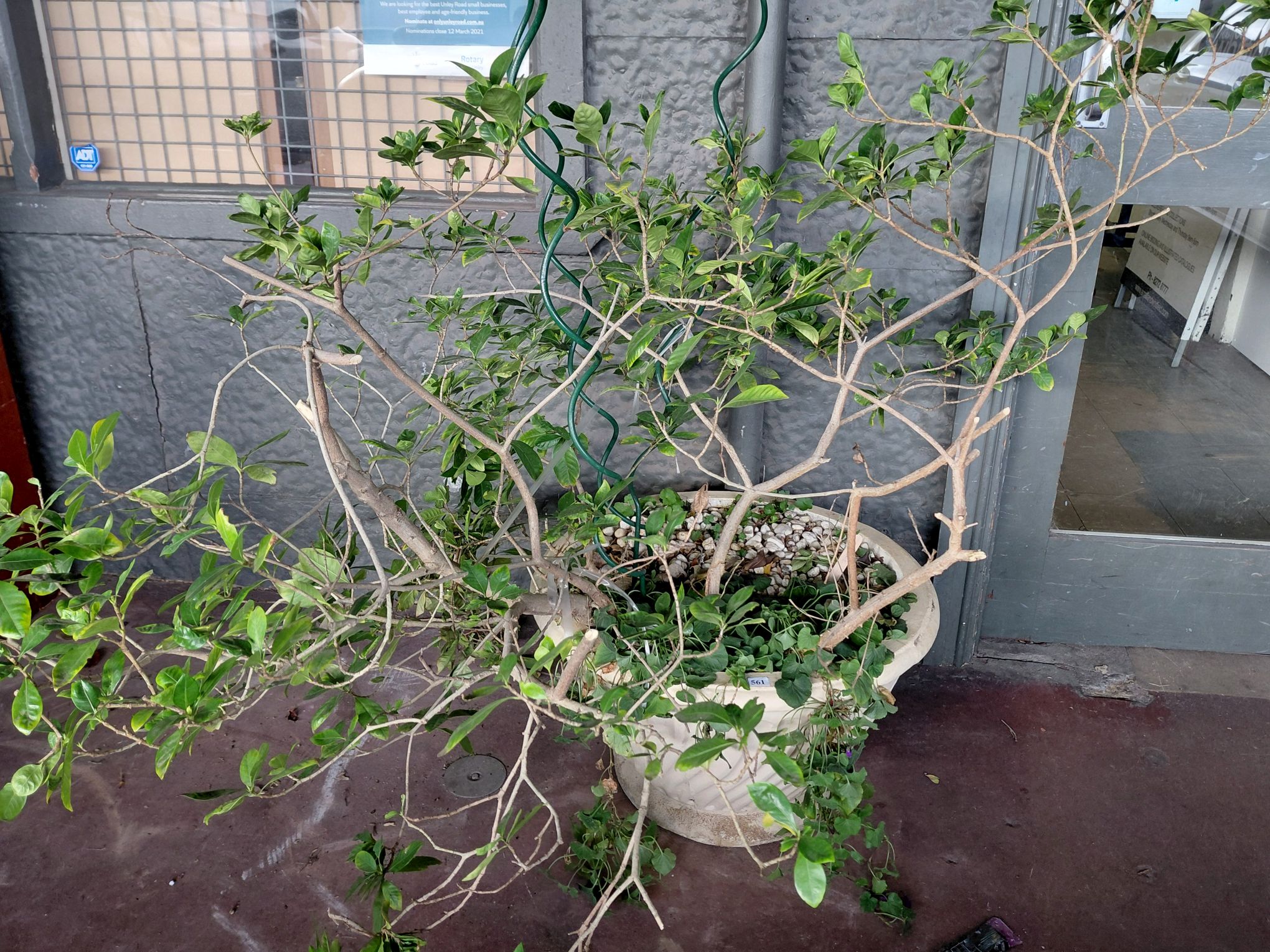 Gardania