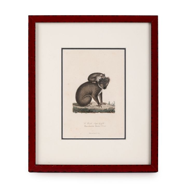 Series of Varied Engravers, Koala with Young, 1840,